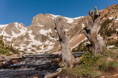 Weathered tree stump and yellow wildflowers beside a rushing creek below snowy peaks