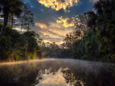 Morning mist rising off a still river lined with palms and pines under a golden sunrise sky