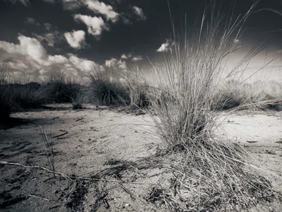 Dry grass tufts on sandy ground under dramatic clouds, black and white infrared style landscape