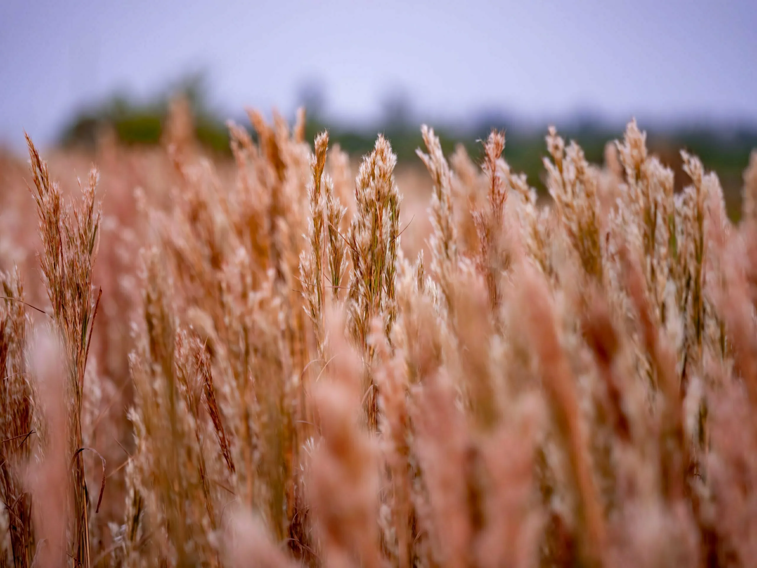 Golden and pink tall grass seed heads swaying in a field at dusk with soft overcast sky