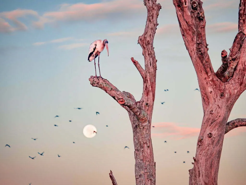 Roseate spoonbill perched on a bare tree branch at sunset with full moon and flock of birds in pink sky