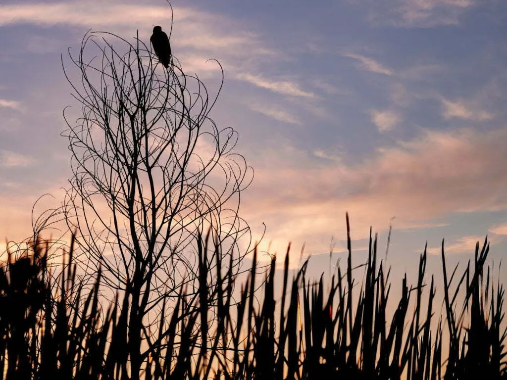 Bird silhouette perched atop a curling bare tree surrounded by cattail reeds against a pastel sunset sky