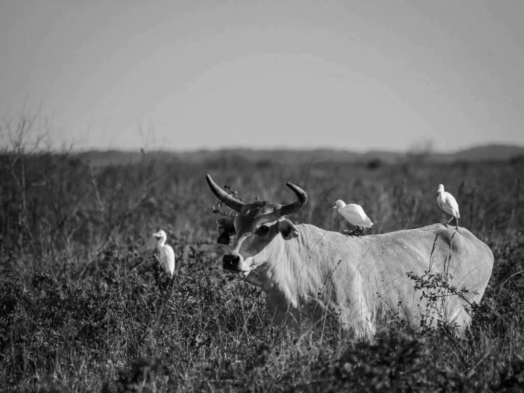 Black and white photograph of a longhorn cow standing in tall grass with three cattle egrets perched on its back