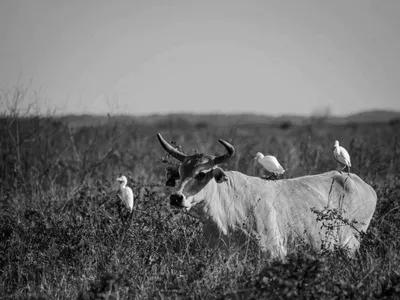 Black and white photograph of a longhorn cow standing in tall grass with three cattle egrets perched on its back