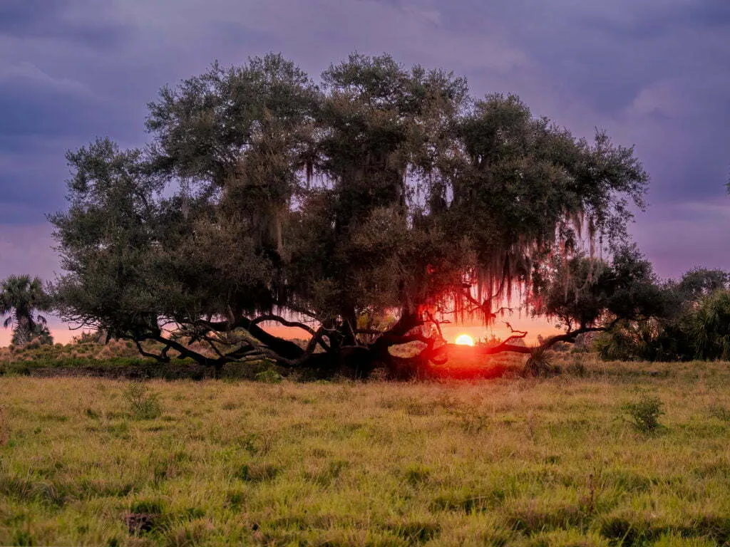 Massive live oak tree draped in Spanish moss silhouetted against an orange and purple sunset in an open meadow