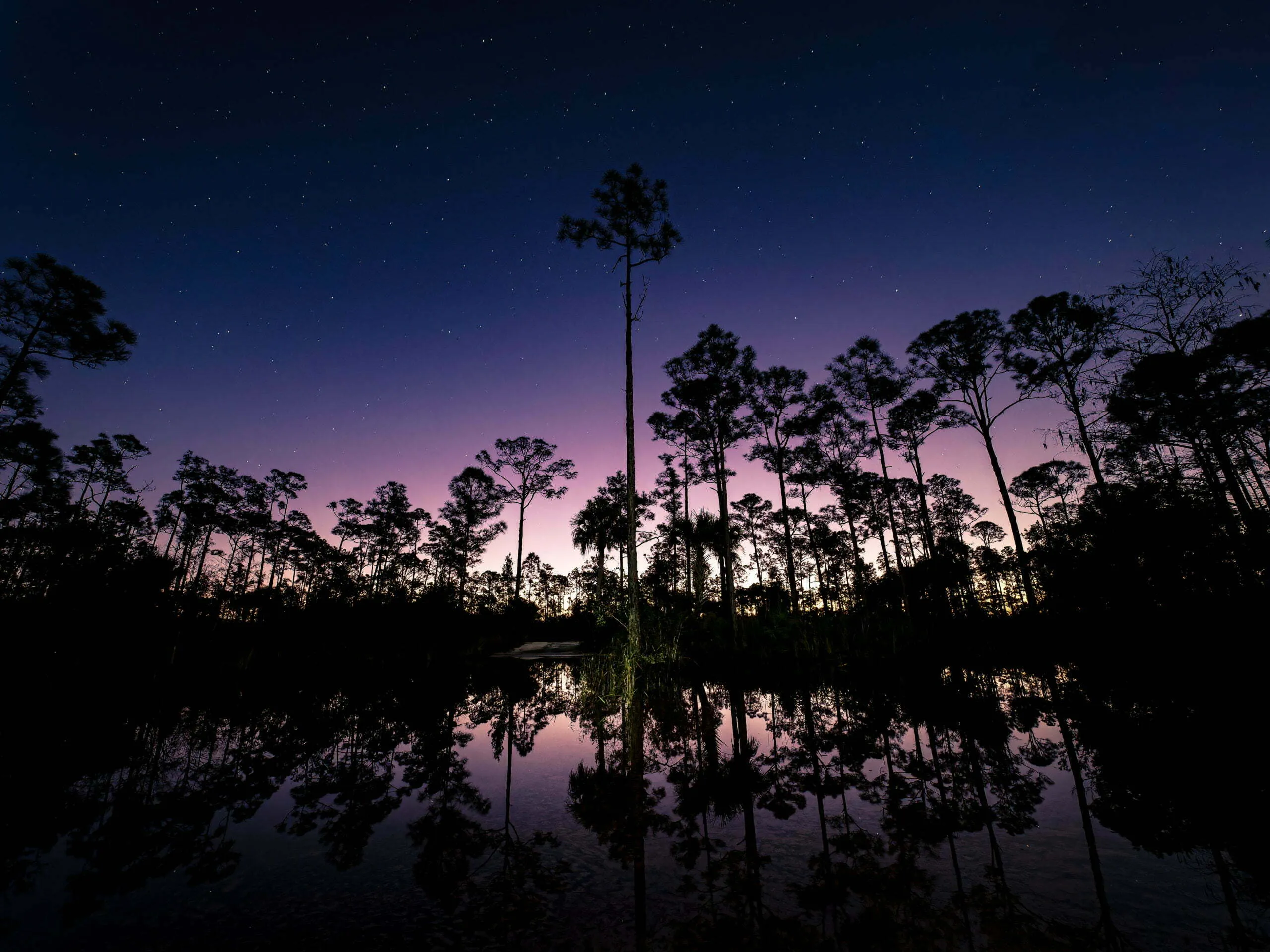 Twilight sky with stars above silhouetted pine trees reflected perfectly in still dark water of a wetland pond