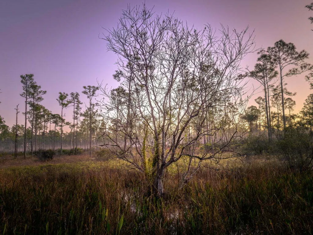 Bare deciduous tree standing in a misty wetland at dawn surrounded by tall pines under a lavender sky