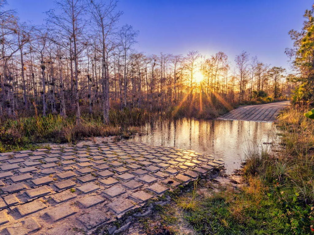 Golden sunrise starburst shining through bare cypress trees along a flooded brick road at the edge of a swamp