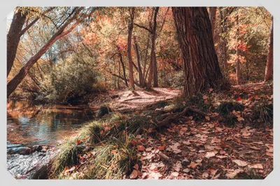 Autumn creek scene with fallen leaves, tall trees, and calm water reflecting orange and red foliage
