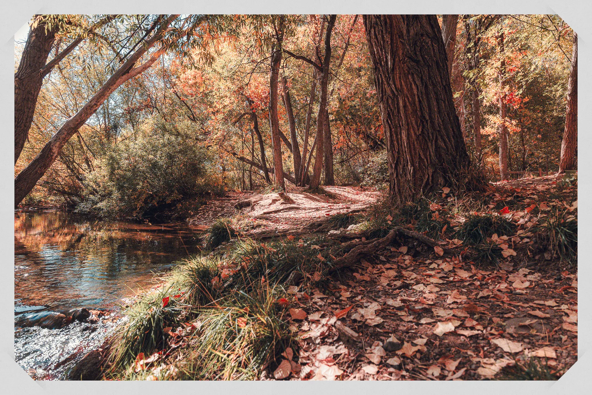 Autumn creek scene with fallen leaves, tall trees, and calm water reflecting orange and red foliage
