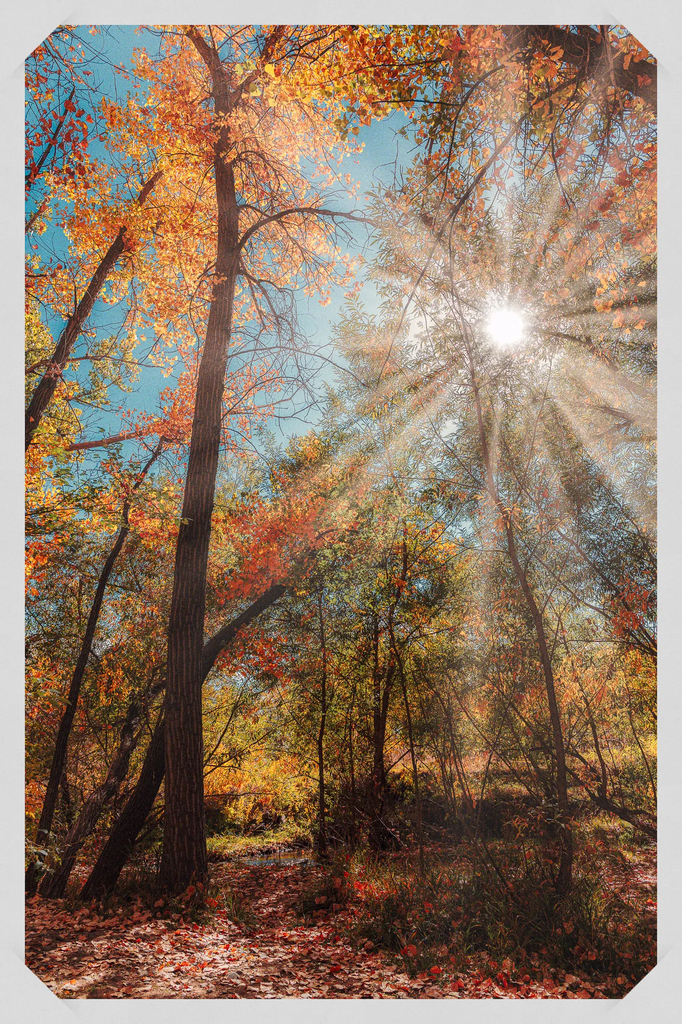 Sunburst shining through tall autumn trees with golden and orange leaves against a clear blue sky