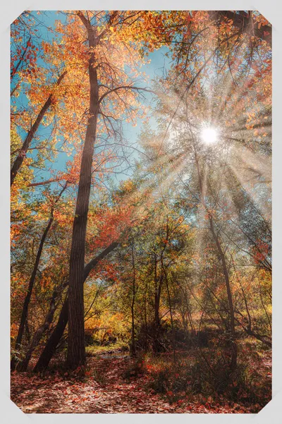 Sunburst shining through tall autumn trees with golden and orange leaves against a clear blue sky
