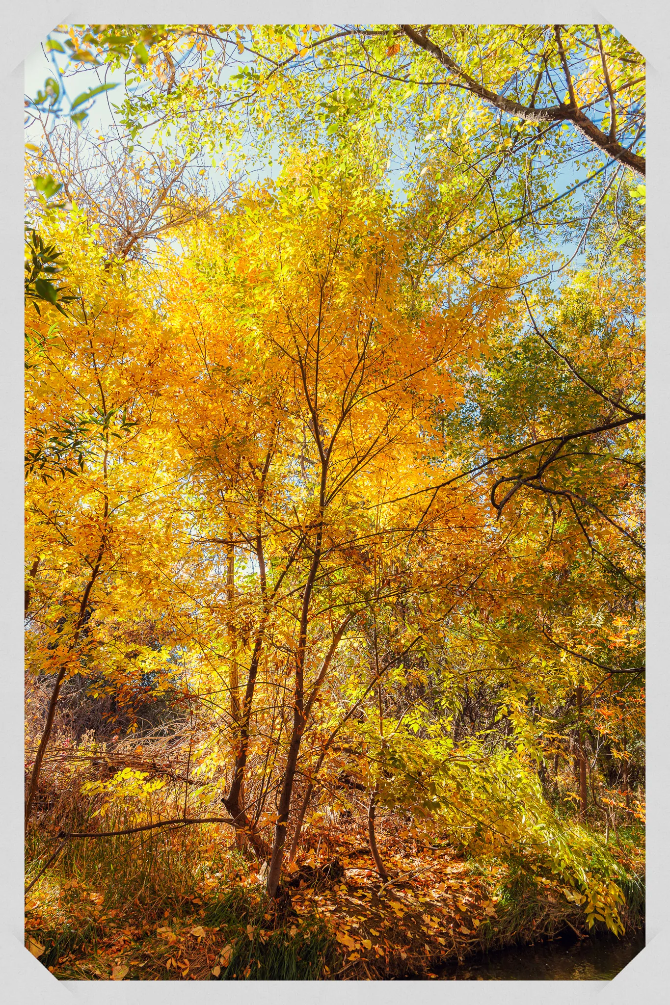 Bright golden and yellow autumn foliage filling the frame with dense deciduous trees under blue sky