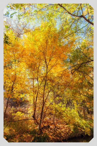 Bright golden and yellow autumn foliage filling the frame with dense deciduous trees under blue sky