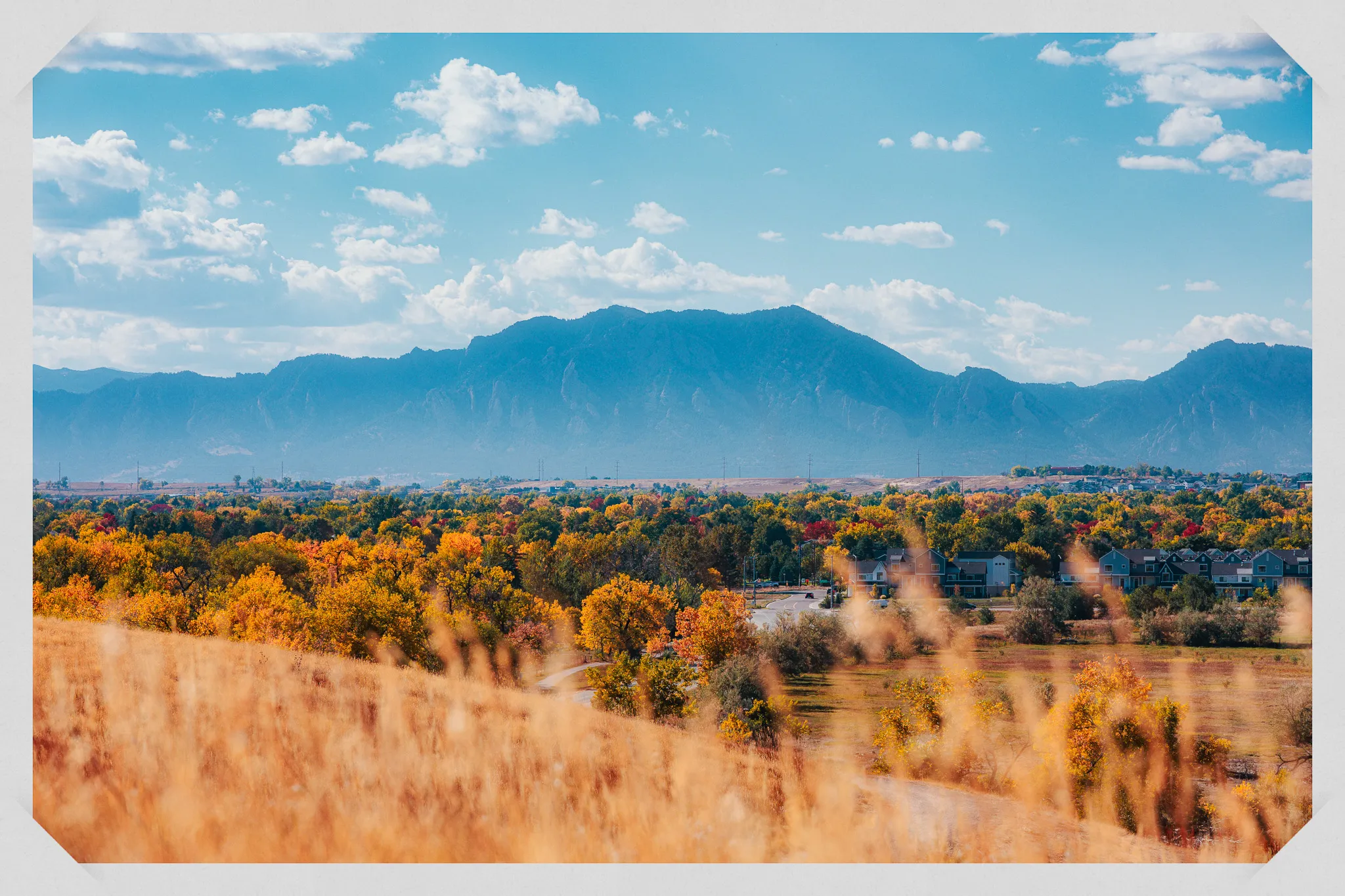 Boulder Flatirons mountain range under blue sky with autumn colored trees and golden grass in foreground