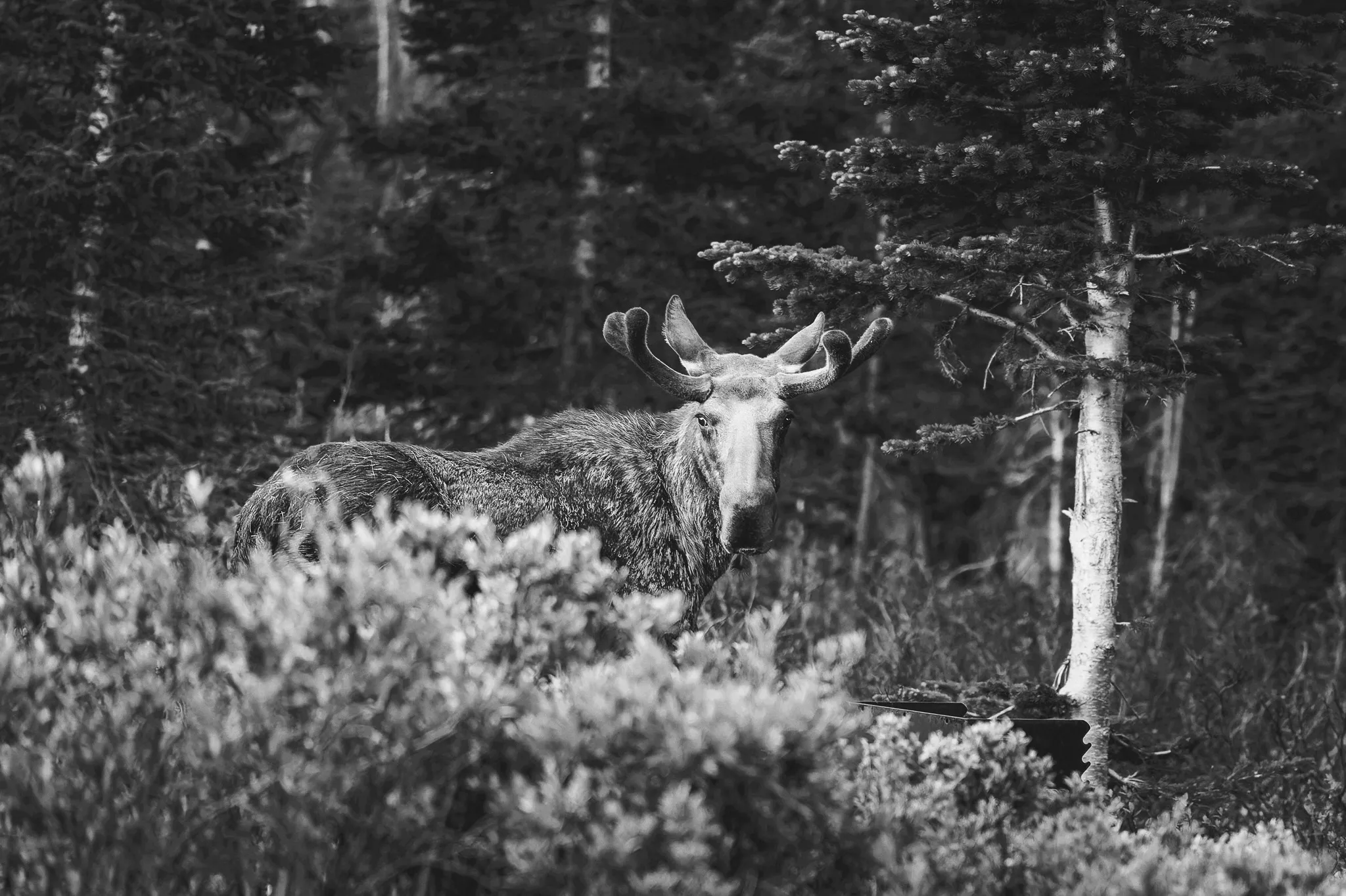 Bull moose with velvet antlers standing among brush and pine trees in black and white