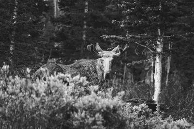 Bull moose with velvet antlers standing among brush and pine trees in black and white