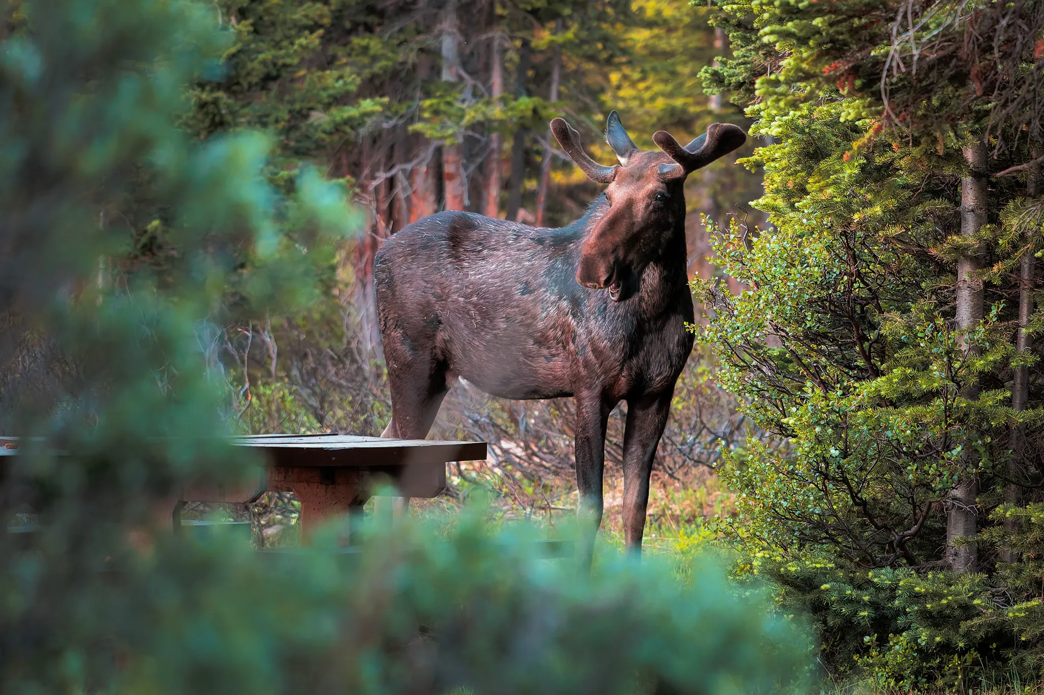 Cow moose standing near a picnic table surrounded by green spruce trees with fall color behind