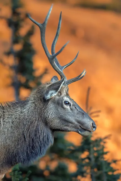 Close-up profile of a bull elk with tall antlers against warm golden fall foliage at sunset
