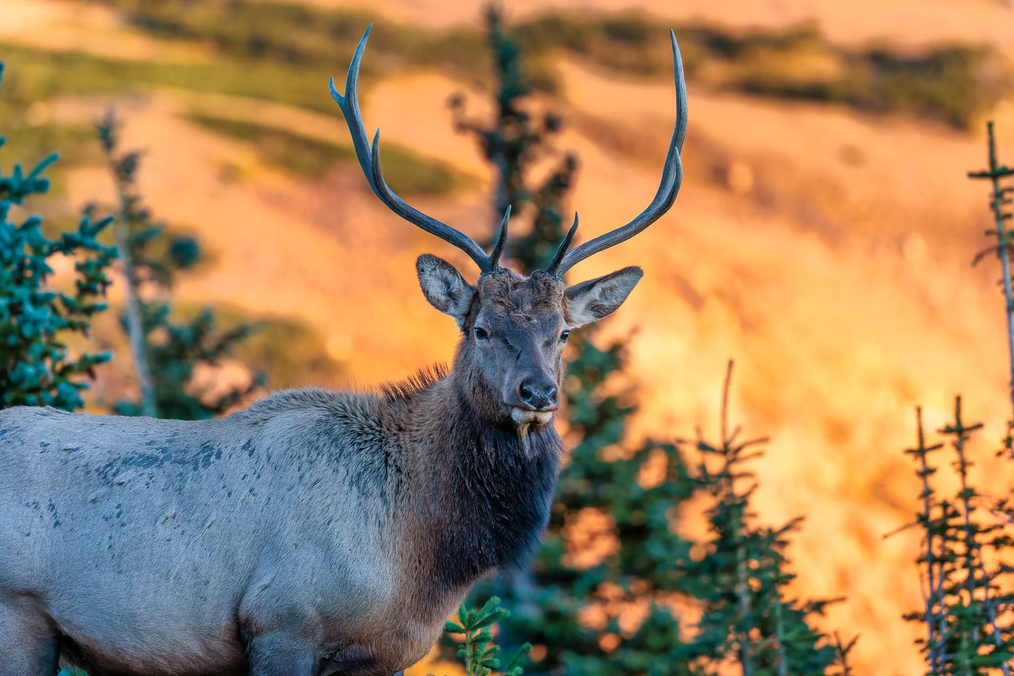 Bull elk facing the camera with full antler rack, standing among evergreens with golden fall hillside behind