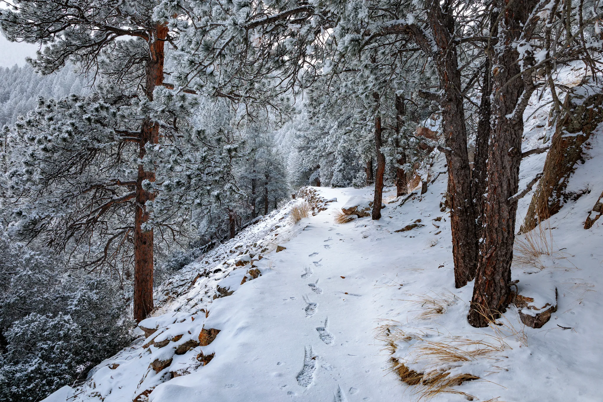 Footprints along a snowy hiking trail winding through pine trees with frost-covered forest in the background
