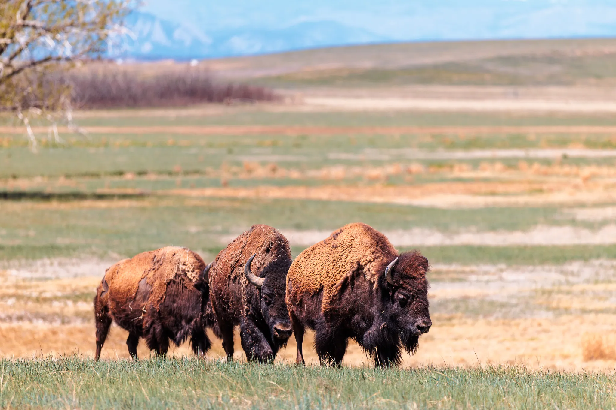 Three bison standing together on open Colorado grassland with snow-capped mountains and blue sky in the background