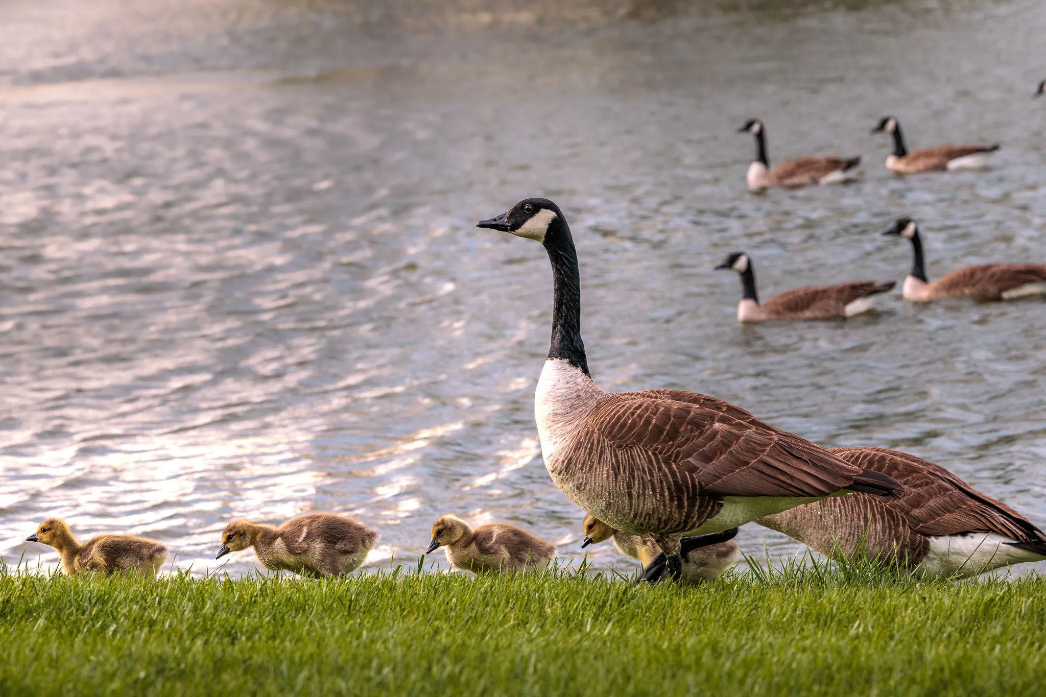 Canada goose walking on green grass beside a pond with a group of goslings while other geese swim in the background