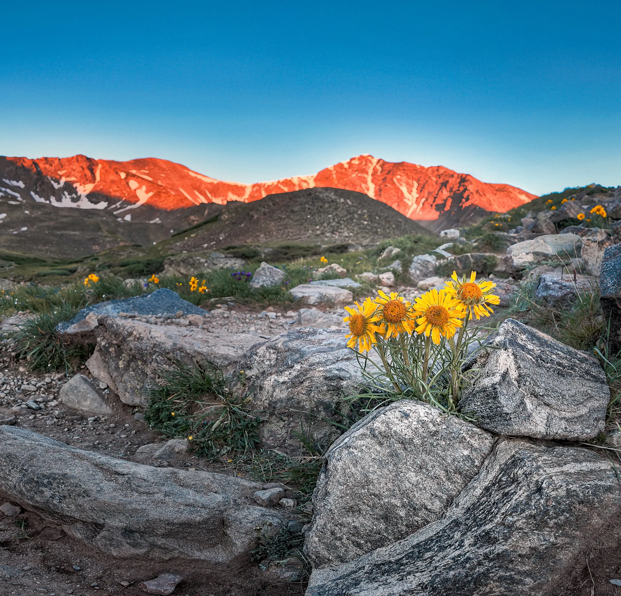 Yellow alpine sunflowers growing between granite boulders with alpenglow illuminating Colorado mountain peaks at sunrise