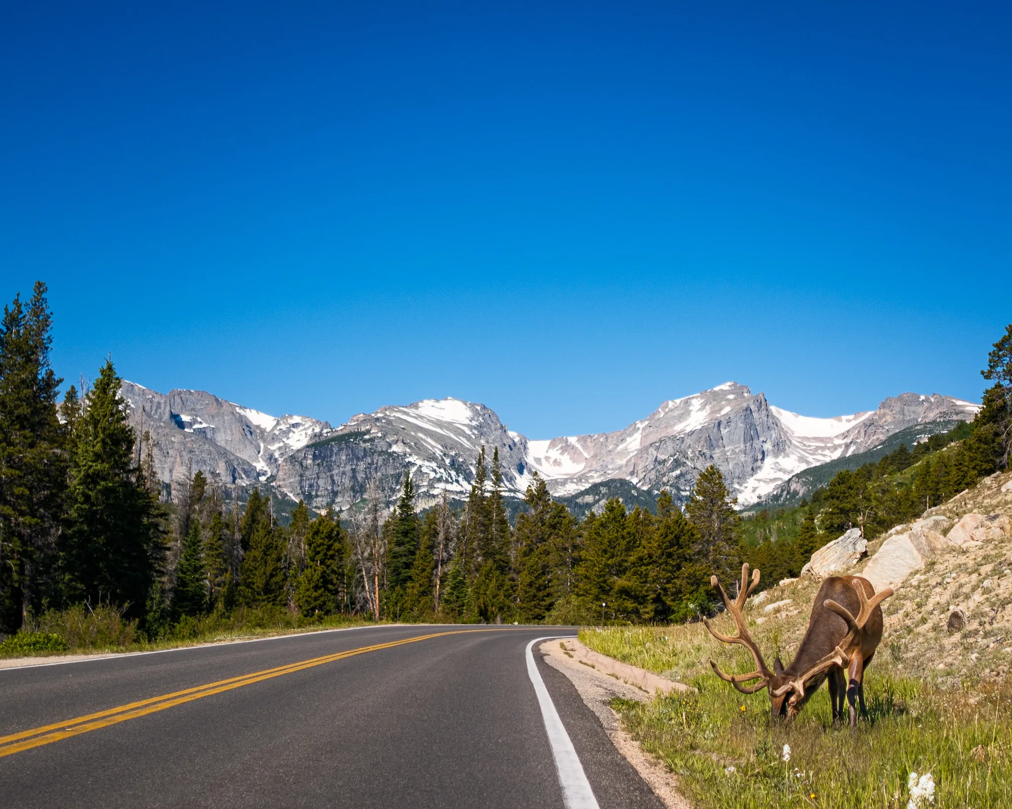 Bull elk grazing beside a mountain highway with snow-capped Rocky Mountain peaks and blue sky in the background