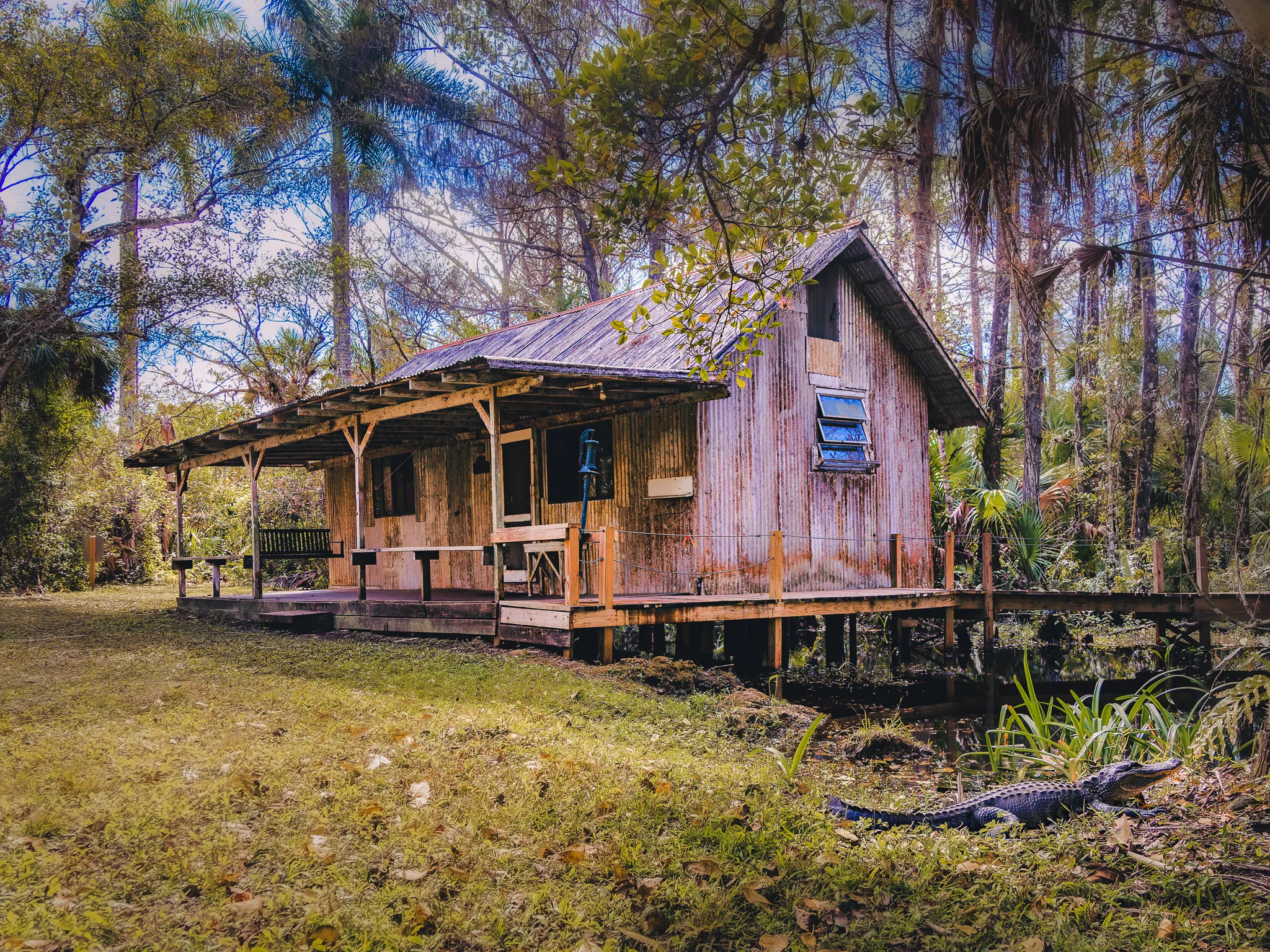 Rustic wooden cabin on stilts surrounded by tall pine trees with an alligator resting in the grass nearby