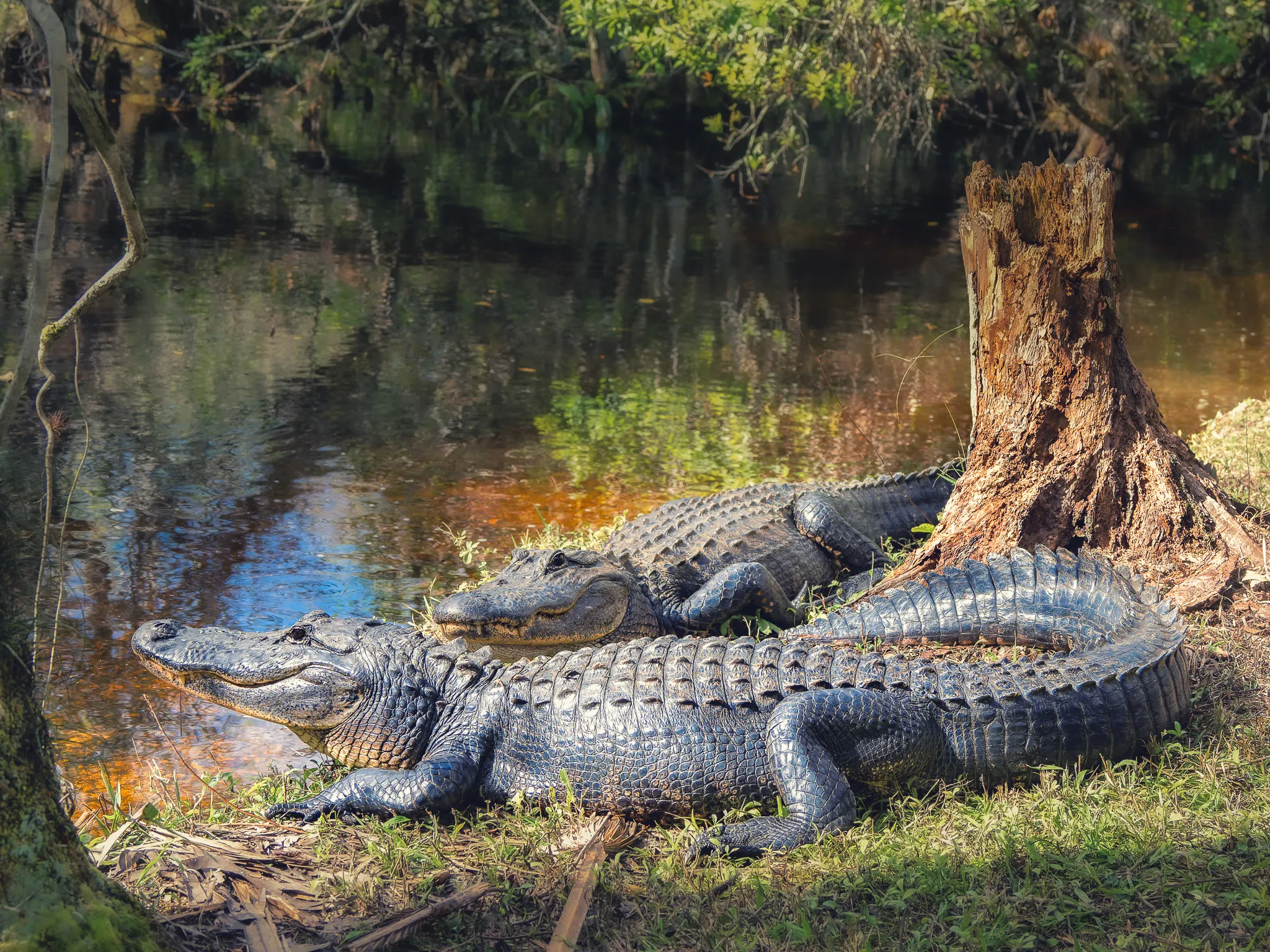 Three large alligators piled together at the base of a tree stump along a sunlit swamp bank
